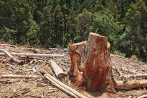 What is the Hardest Wood…